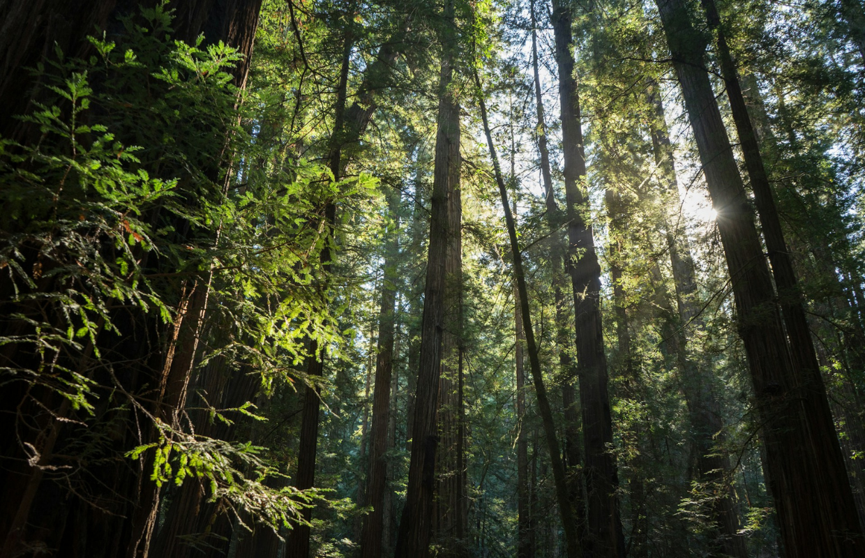 forest