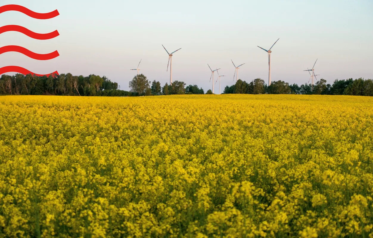 Yellow flower field with wind turbines in the distance