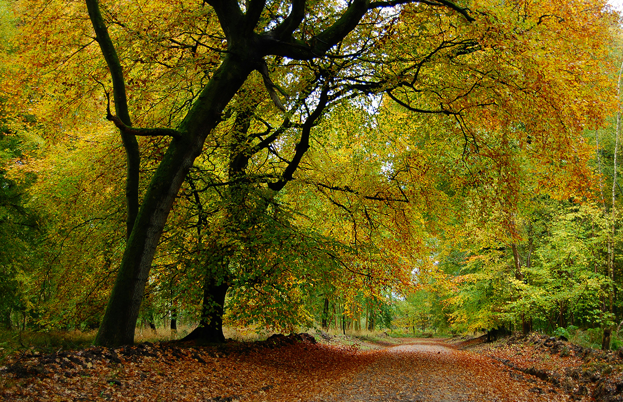 Autumn Trees Leaves