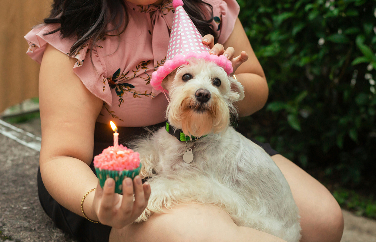 A birthday dog