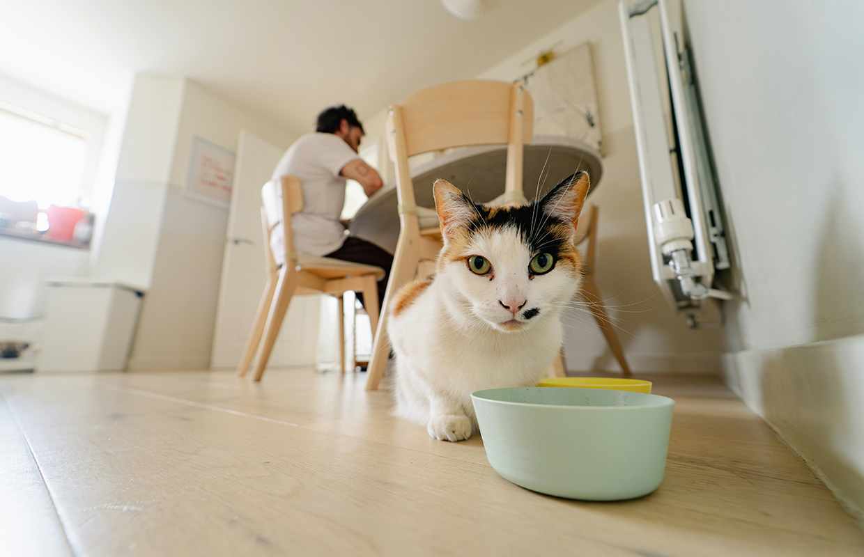Feeding a cat 