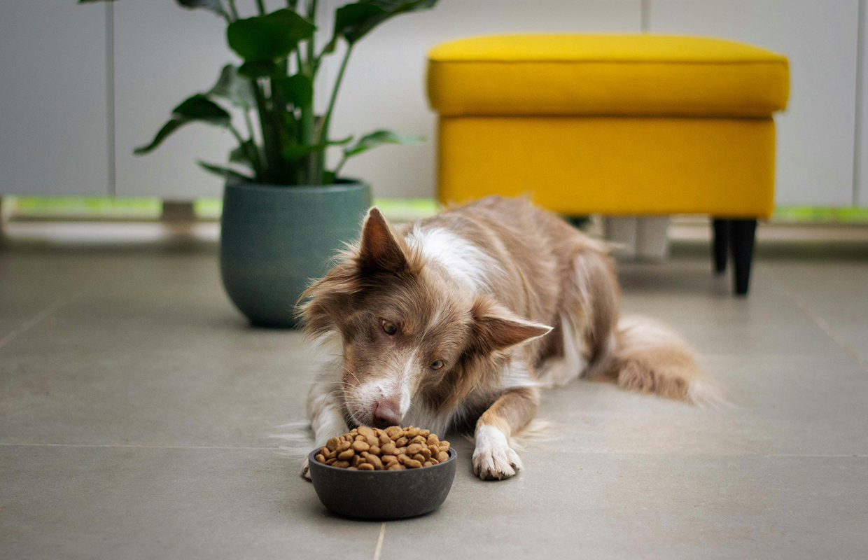 Dog eating food