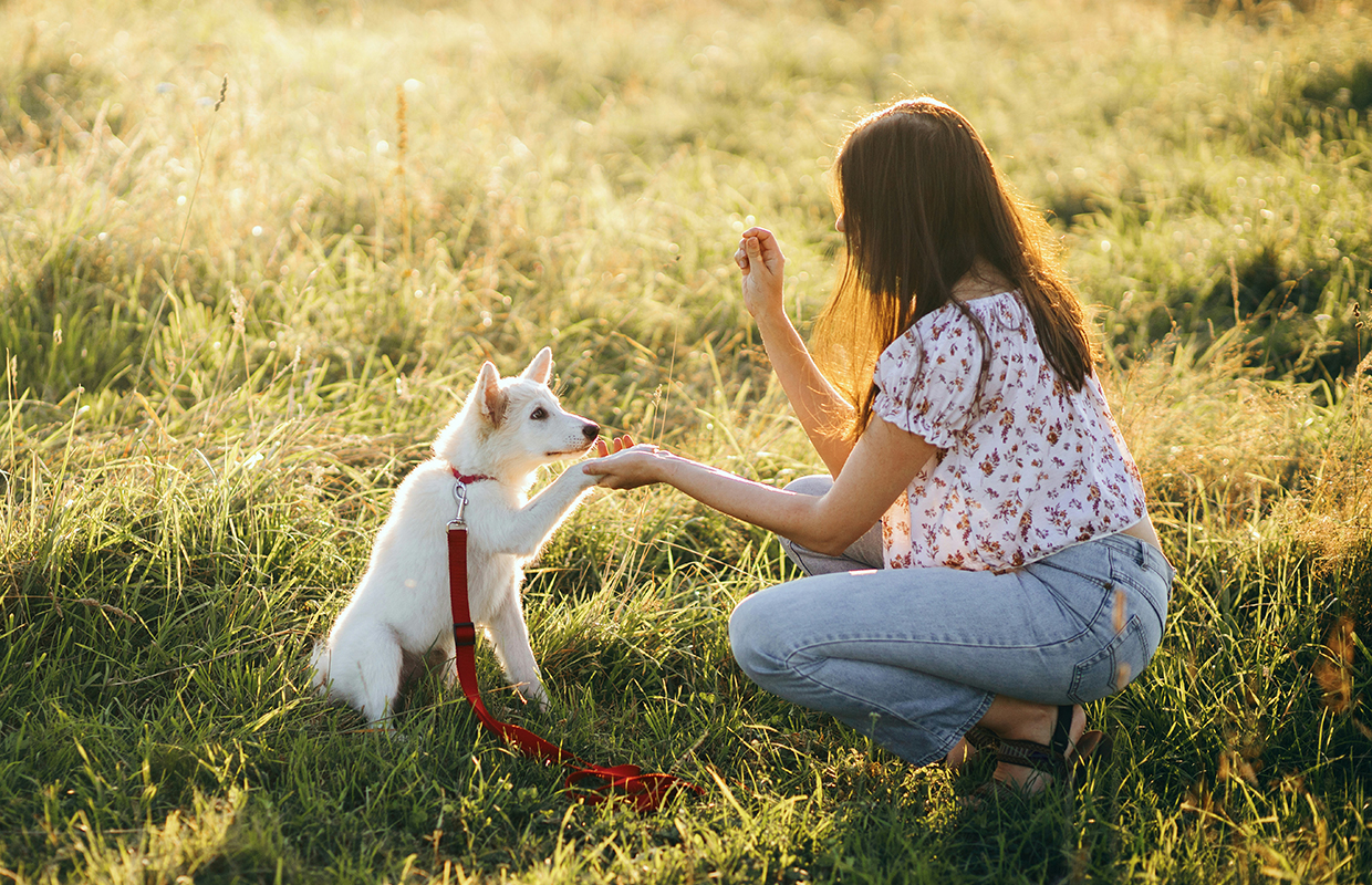 Dog training