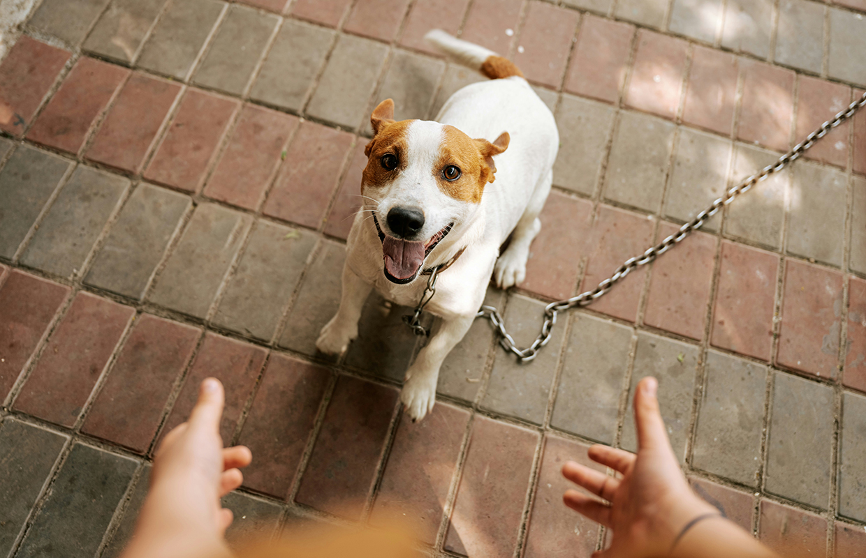 Jack Russell
