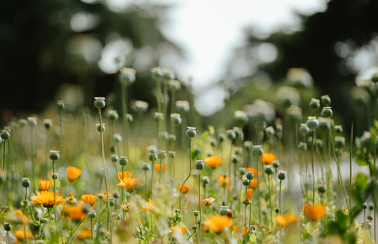 Meadow