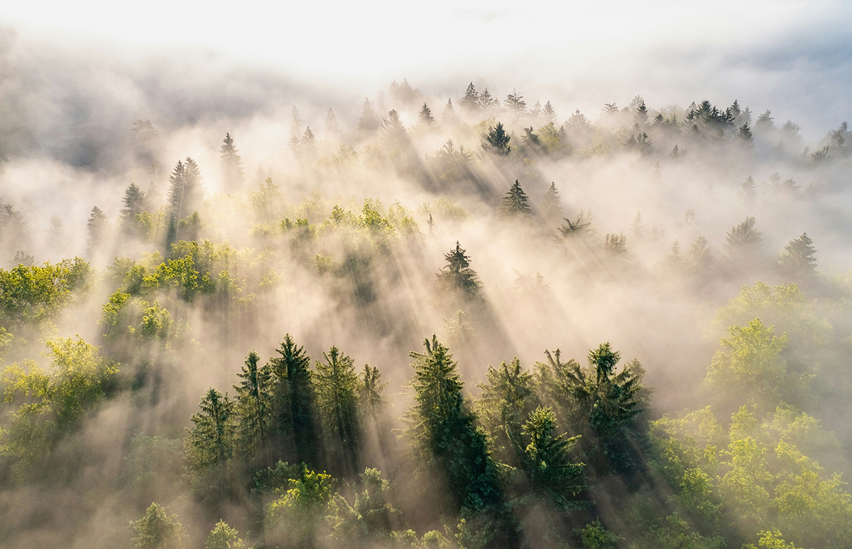 Misty Forest