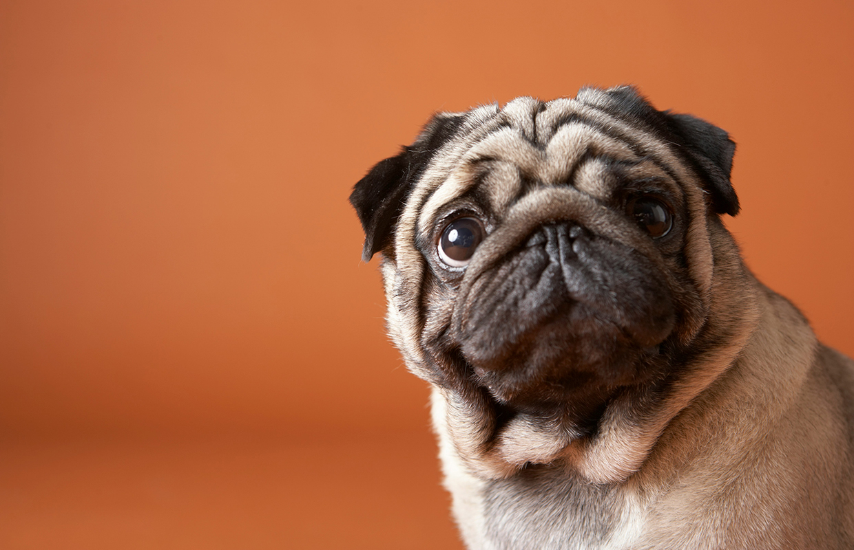 Pug Dog