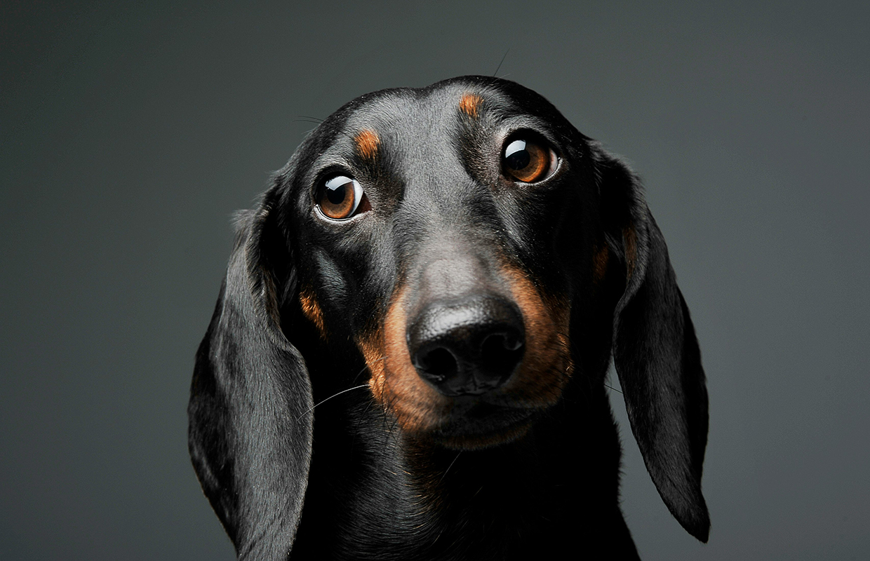 Sausage Dog