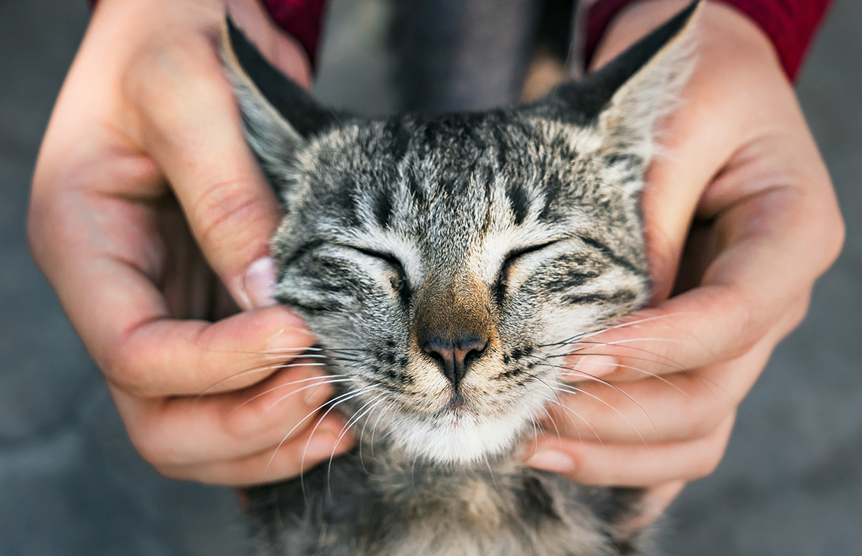 Stroking cat