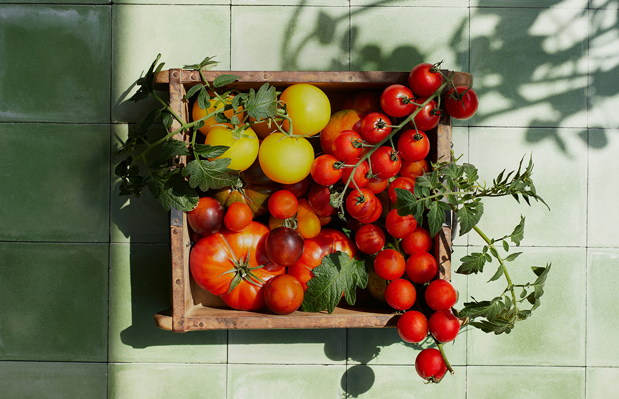 Tomatoes