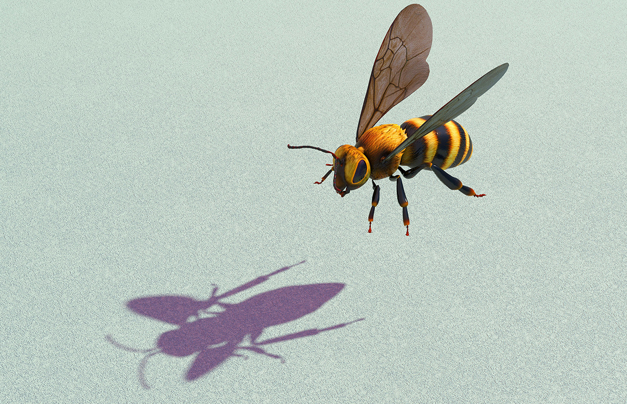 Wasp