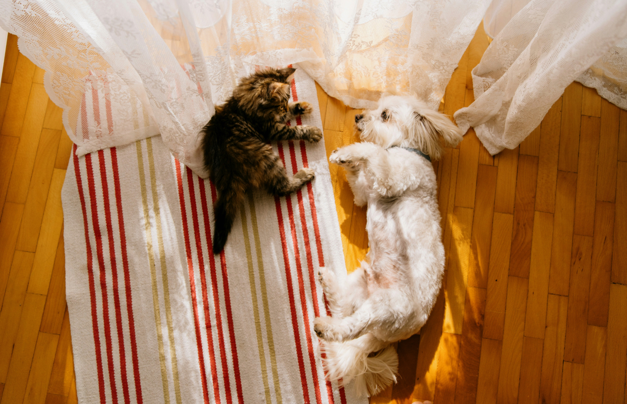 Cat and dog lying down