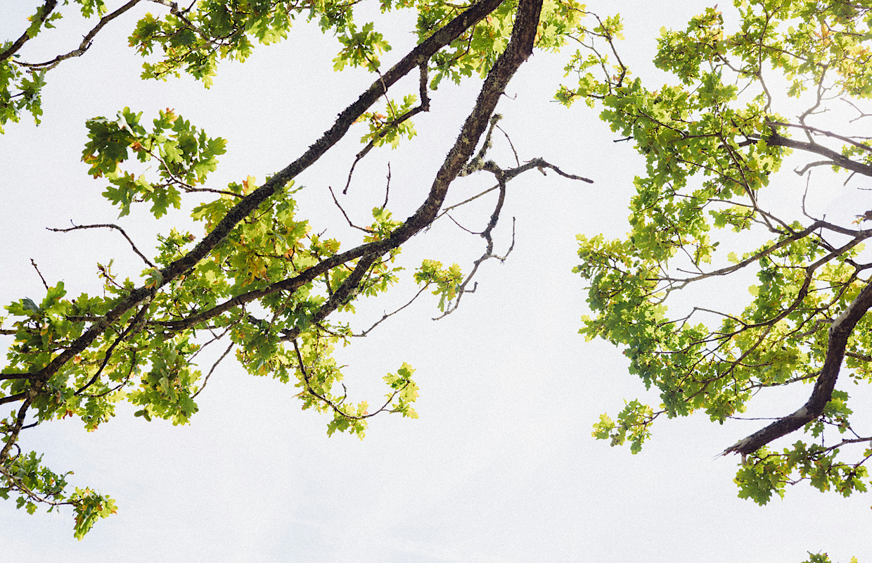Tree branches in the sky