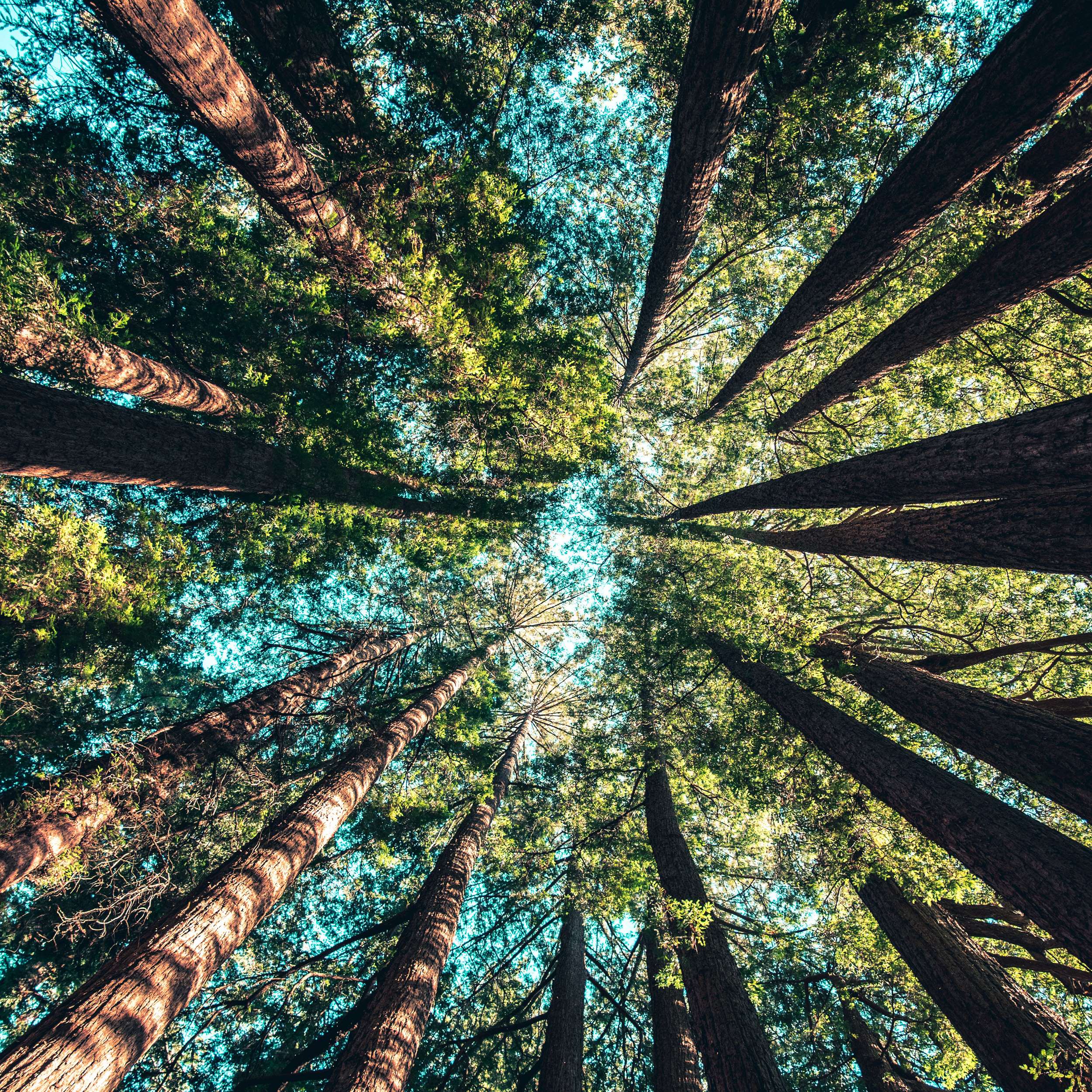 trees