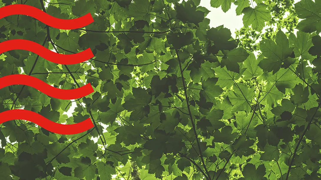 Panel Photo - Leaves
