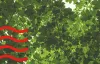 leafs