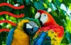 parrots 