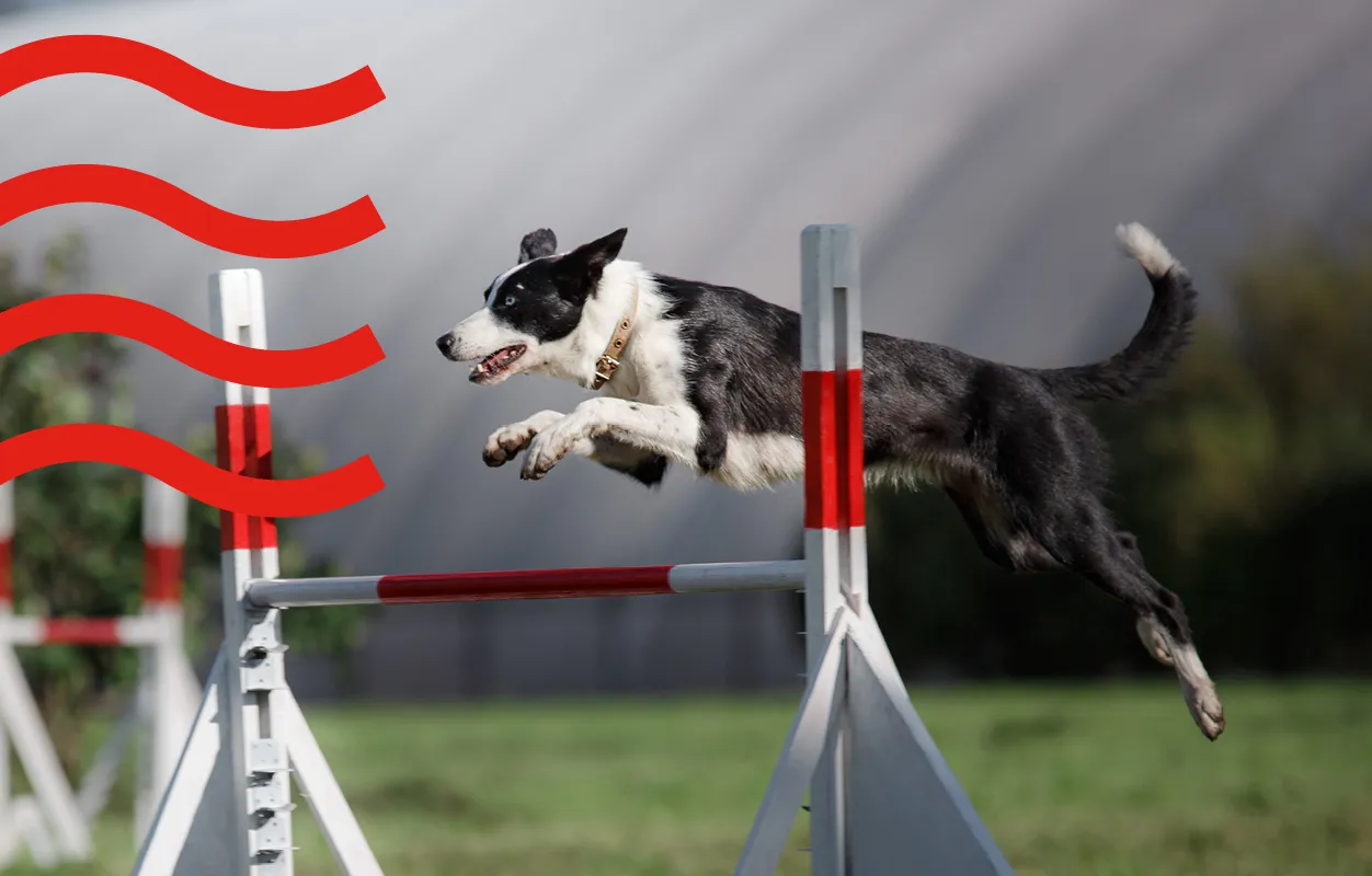 A dog jumping