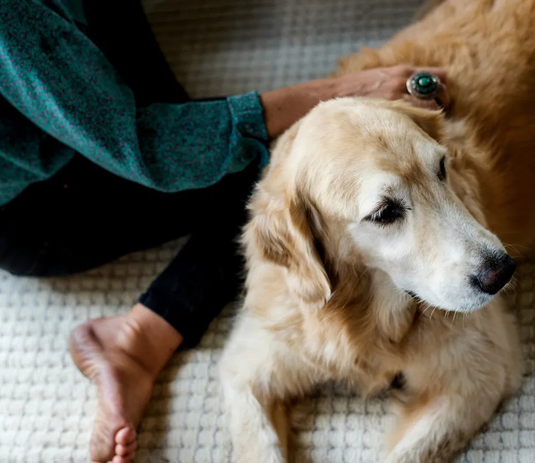 Golden Retriever dog with owner