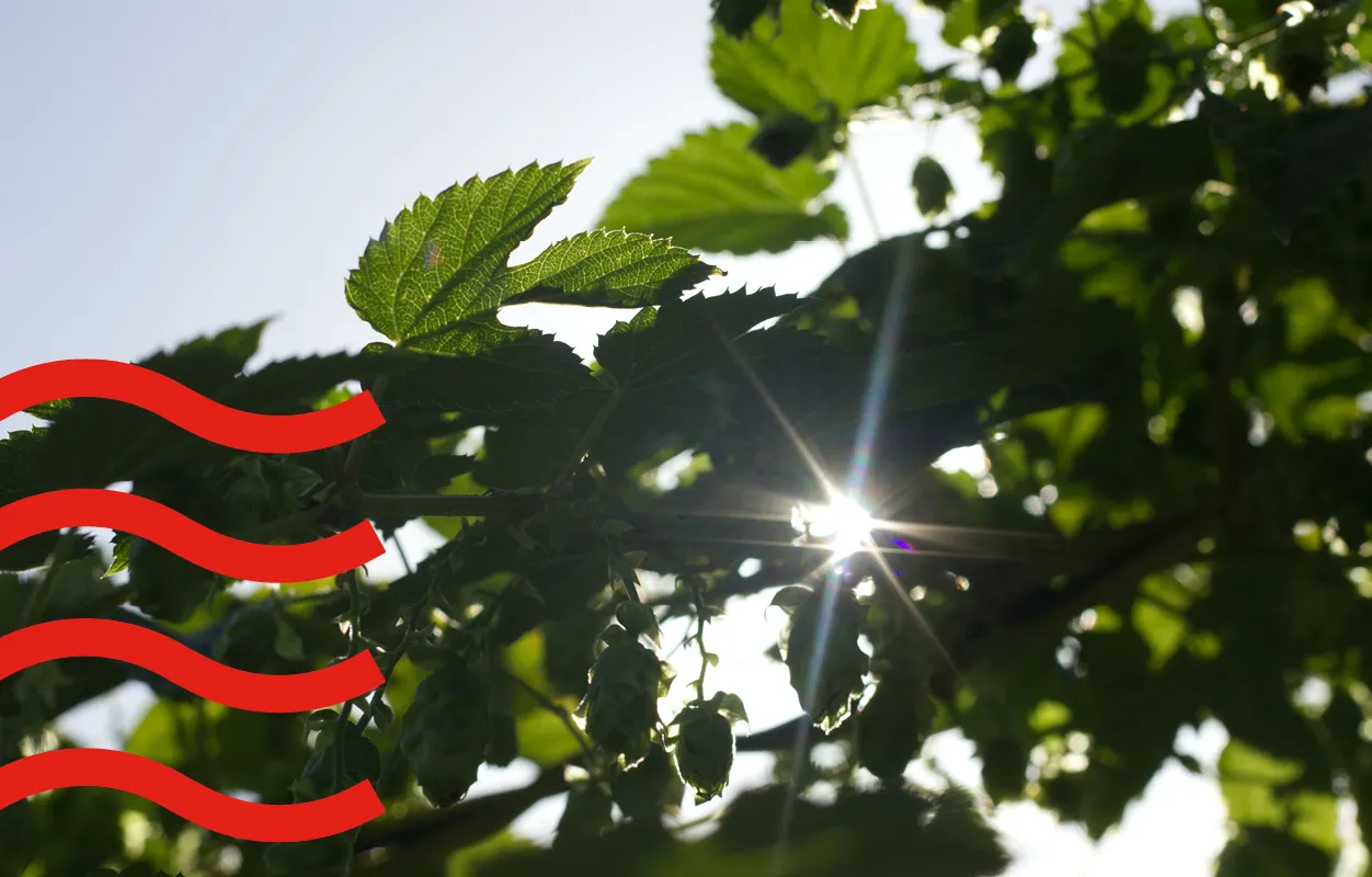 Sust leafs