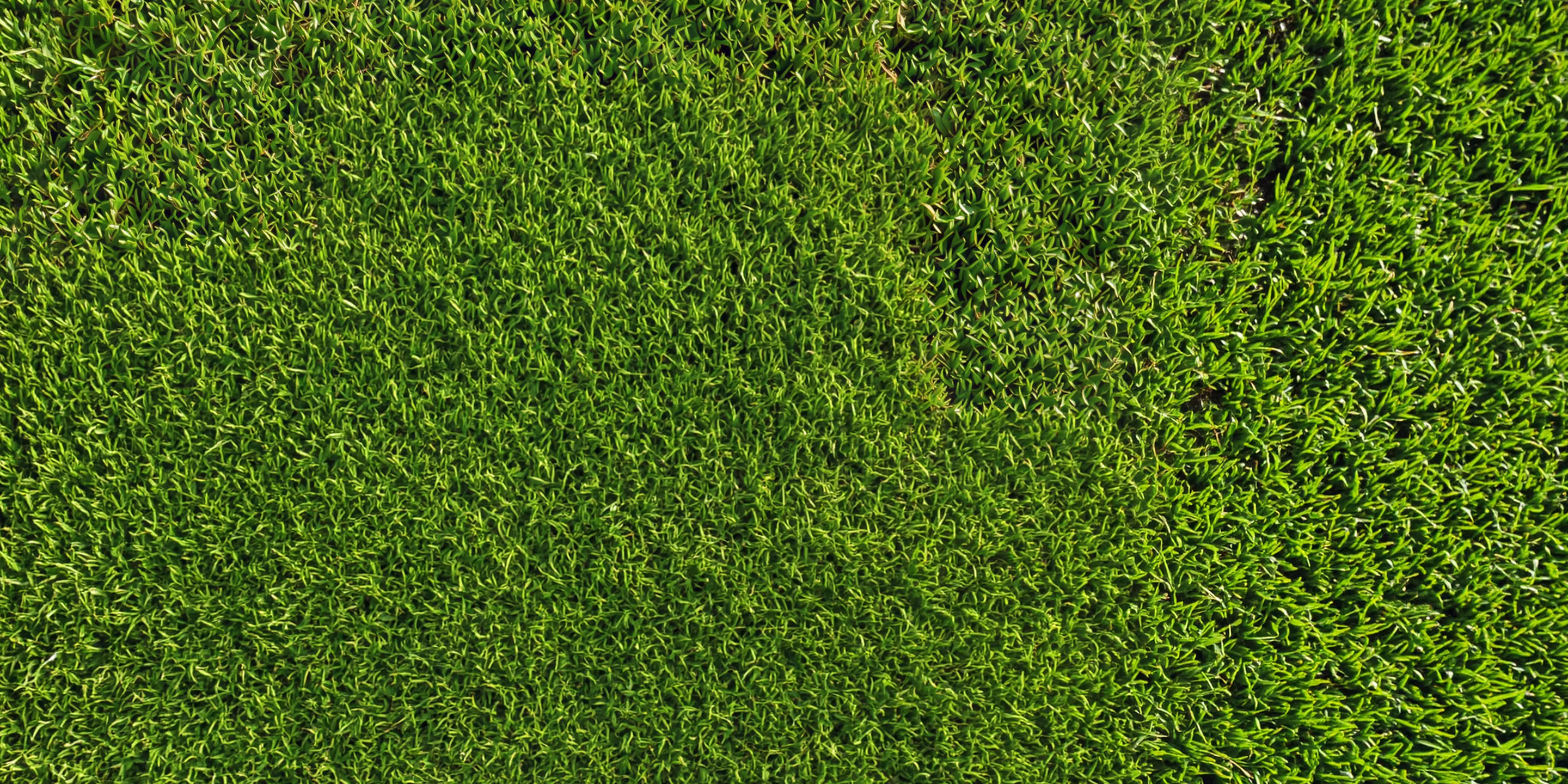 grass