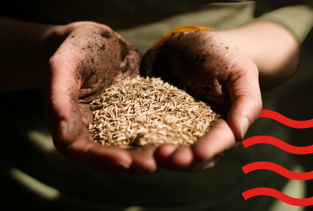 Muddy hands holding a small amount of wheat