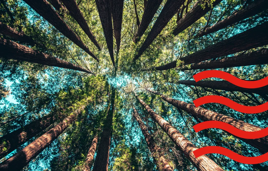 sust trees