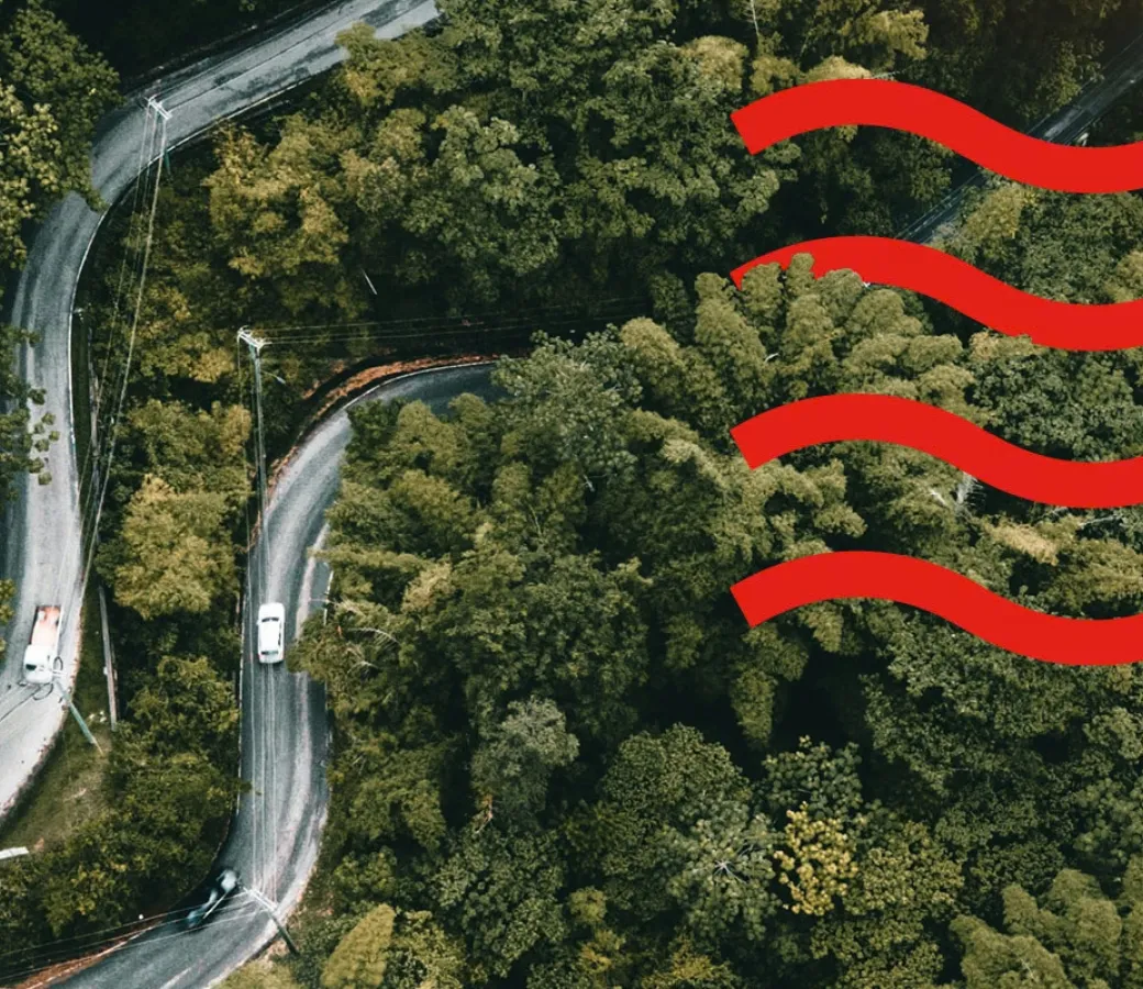 Road and forest